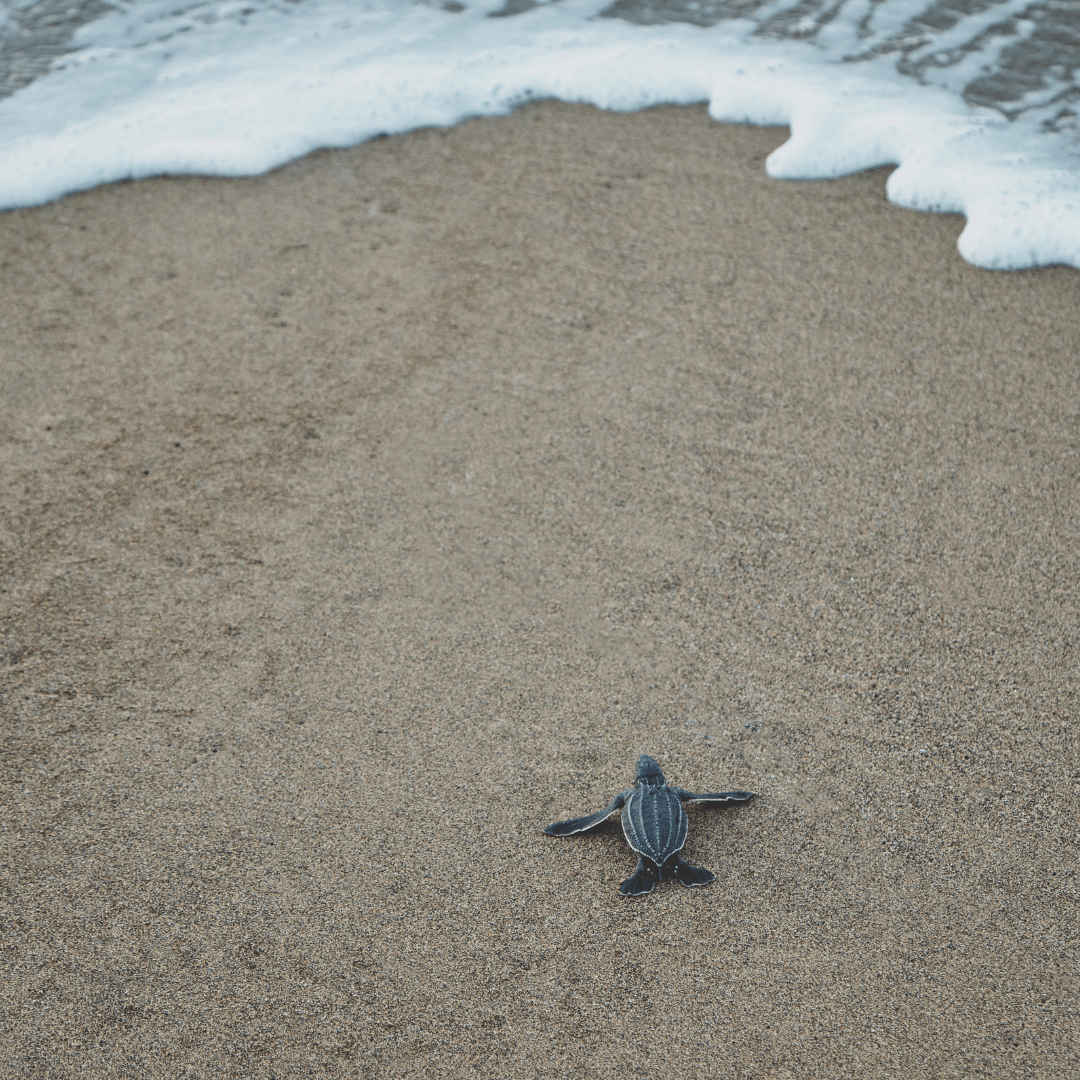 solitary baby turtle bravely making its way across the beach to the ocean